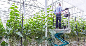 Transitional process to an affordable future food supply vertical farming, agritech