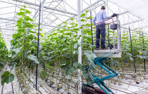 vertical farming, agritech