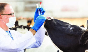 veterinarian, cow, animal care