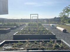 Digging into food gardens at PEXSISEN garden boxes, growing food, pexsisen, sd62