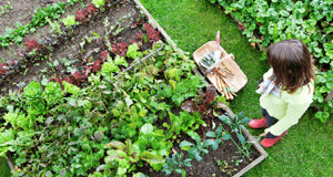 Urban food resilience directions in Langford growing food, back yard, child
