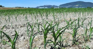 BC drought has potential agricultural impact farm, dry, crops, drought