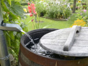 Collecting rainwater for your autumn veggie garden rain barrel, garden