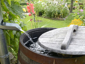 rain barrel, garden