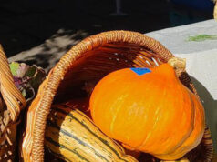 Thanksgiving themes in troubled times pumpkins, squash, basket, thanksgiving