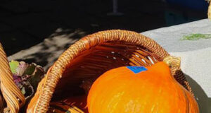 Thanksgiving themes in troubled times pumpkins, squash, basket, thanksgiving