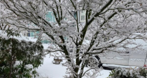 Quiet snowfall leads to some closures snow, street, front yard