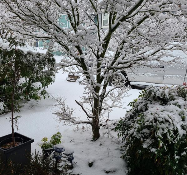 snow, street, front yard
