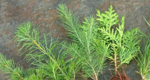 Little trees in big number at Sooke Seedy Saturday trees, seedling, fir