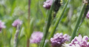 New tourism flavour trails reach into west shore flowers, natural field