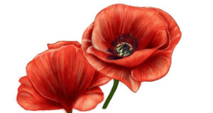 Remembrance Day 2024 event locations poppies