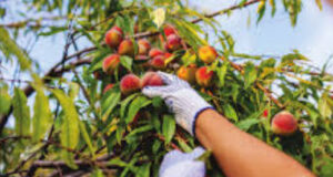 Annual pay increase on Dec 31 for farm workers who hand-harvest crops farm worker, peaches, bc