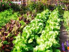 Urban food resilience needed now more than ever urban food resilience, veggie garden, yard