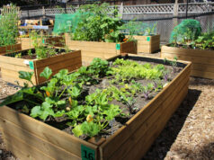 Public tours in August at Porcher Park Community Garden Porcher Park, community garden, veggies