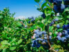 BC provides climate resilience replanting support for orchards, vineyards and farms blueberry bushes, orchard