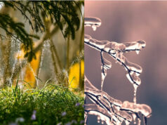 Irrigation system winterizing by Bedwetters Irrigation in Greater Victoria fall and winter