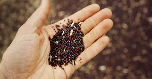 Farm-seeds-hand farmer, seeds