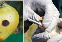 Construction of new BC plant and animal health centre in Abbotsford to start 2027 plant and animal health, BC centre