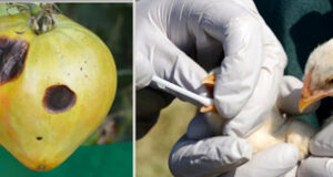 Construction of new BC plant and animal health centre in Abbotsford to start 2027 plant and animal health, BC centre