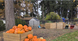 Overflow donation of pumpkins to Porcher Park Community Garden pumpkins, porcher park
