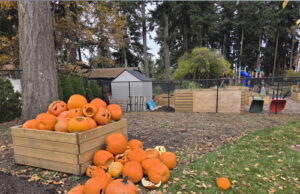 Overflow donation of pumpkins to Porcher Park Community Garden pumpkins, porcher park