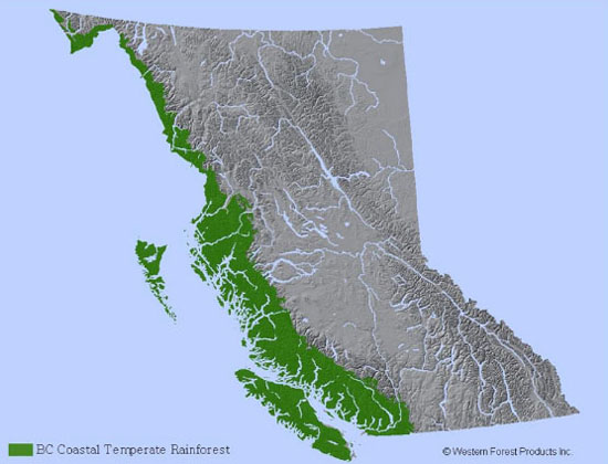 bc coastal rainforest