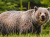 Grizzly bear attack leaves 1 adult & 3 children seriously injured grizzly bear, BC
