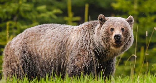 GrizzlyBear grizzly bear, BC