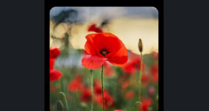 Remembrance Day 2025 statement by BC Premier David Eby lest we forget, remembrance, premier eby
