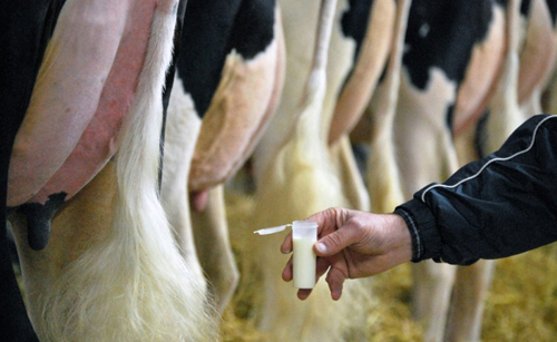 milk vial, cow, testing