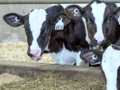 Dairy milk testers in BC on strike over travel costs dairy cows, Lactanet