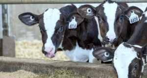 Dairy milk testers in BC on strike over travel costs dairy cows, Lactanet