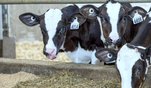 dairy-cows-Lactanet dairy cows, Lactanet