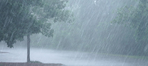 Rainfall&Tree-500px heavy rain, rainfall, tree