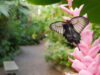 Victoria Butterfly Gardens partners with PaRx for nature-based healing Butterfly Gardens, pink flowers