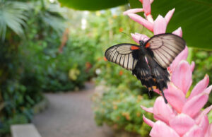 Victoria Butterfly Gardens partners with PaRx for nature-based healing Butterfly Gardens, pink flowers