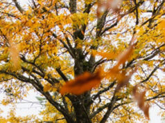 Langford approves new Parks and Trails Master Plan tree, orange leaves, park