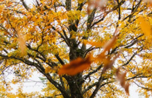 Langford approves new Parks and Trails Master Plan tree, orange leaves, park