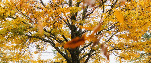 Langford-orangeTree-parksplan tree, orange leaves, park