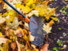 Langford FireSmart depots March 7, 14, & 21 wet leaves, raking, yard