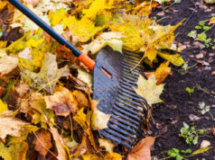 Langford FireSmart depots March 7, 14, & 21 wet leaves, raking, yard