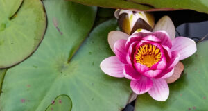 Annual Greater Victoria flower count March 4 to 11 pink blossom, Victoria Flower Count