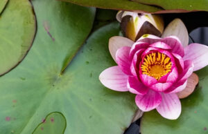 Annual Greater Victoria flower count March 4 to 11 pink blossom, Victoria Flower Count