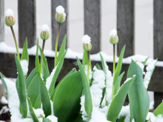 Light spring-season snowfall in Greater Victoria snow, flowers