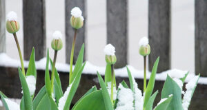 Light spring-season snowfall in Greater Victoria snow, flowers