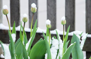 Light spring-season snowfall in Greater Victoria snow, flowers