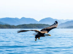 Exclusive Vancouver Island venues best accessed via private terminal eagle, bc coast