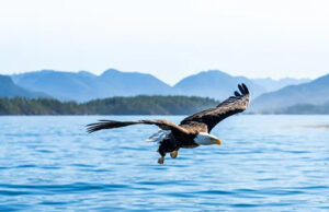 Exclusive Vancouver Island venues best accessed via private terminal eagle, bc coast