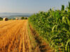 BC seeks sector input on ALR land food processing agricultural land, crops