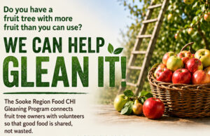 Valuable harvest leftovers collected by Sooke gleaning project sooke food chi, gleaning project